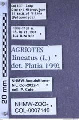 Etiketten zu Agriotes lineatus (Linnaeus, 1767) (NHMW-ZOO-COL-0007146)